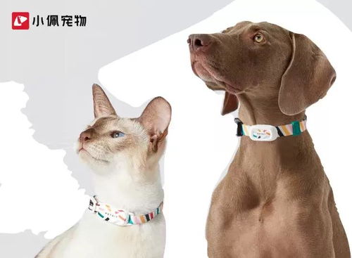 精致養護，讓你的寵物閃閃惹人愛