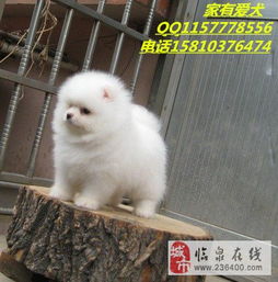 北京泰迪購買指南 從挑選到飼養的全面解析